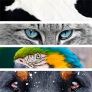 views of different animals in one picture