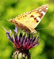 butterfly on the cornflower