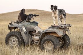 strikingly beautiful Dogs om car