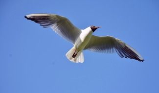 gray Seagull in free flight