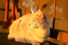 domestic cat basking in evening lights