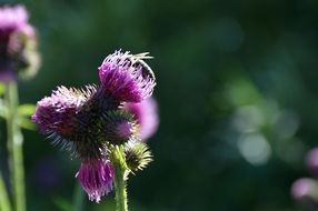 honey bee on the thistle
