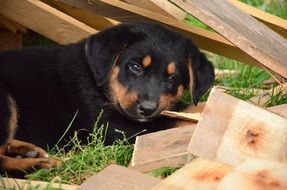 puppy lies on the green grass near the boards