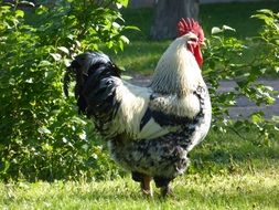 Rooster in Hahn