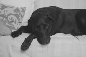 black labrador lies on a white sofa