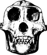 skull image