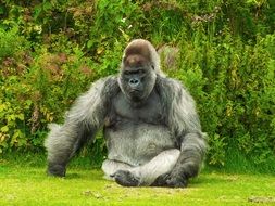 gorilla in the wild forest