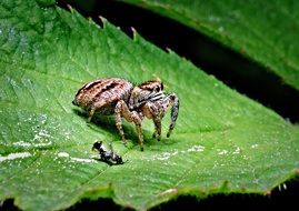 spider near the victim on a big green leaf