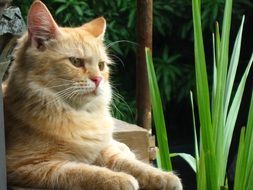 Cat near the grass