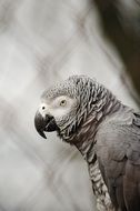 african grey parrot on the grey background