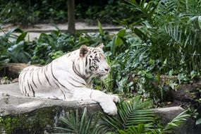 White Tiger lays on stone among tropical plants