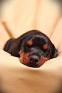 sleeping doberman puppy close-up on a blurred background