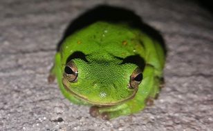 tree frog on the stone