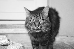 black and white photo of a homeless cat