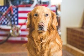 olden retriever on american flag background