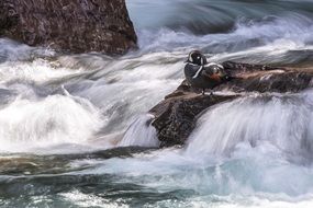 Picture of Harlequin Duck in the Wildlife