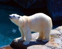 White polar bear in the zoo