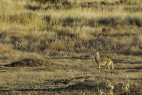 Landscape of Coyote Howling in Wildlife