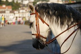 white horse in harness