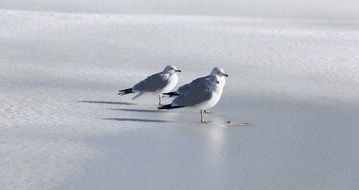 seagulls on the frozen lake