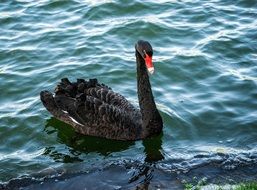 deliciously beautiful Black Swan Bird