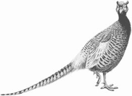 clipart of the pheasant
