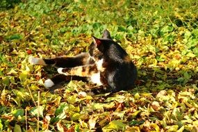 cat lies in the autumn foliage