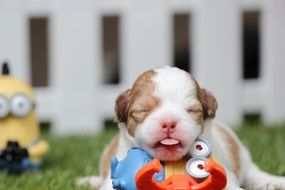 Young Chihuahua puppy