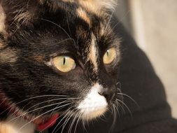 homemade cat with green eyes close up