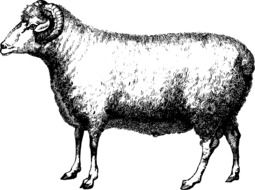 black and white graphic image of a purebred sheep