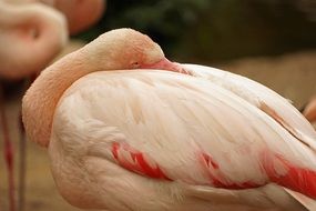 Colorful Flamingo sleeping