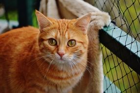 sweet young red cat