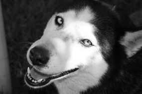 Black and white portrait of husky