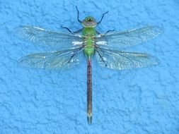Dragonfly with the wings