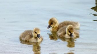 incredibly beautiful goslings