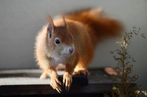 red squirrel, furry Rodent