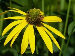 growing yellow coneflower in the garden close-up on blurred background