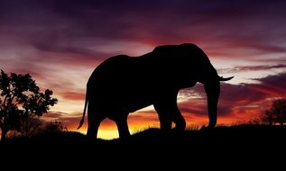 Sunset on the elephant