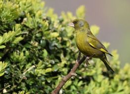 Finch, Green Perched Bird