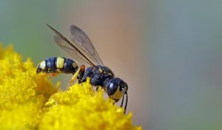 wasp on bright yellow flowers