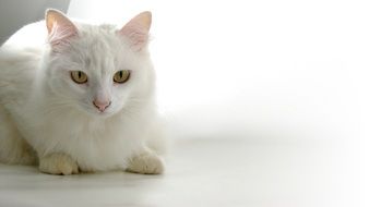 white cat with yellow eyes on the white floor