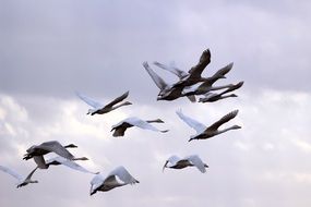 a flock of whooper swans high in the sky