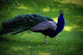 colored peacock in the shade on the green grass