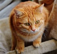 Cat Red domestic on a blurred background