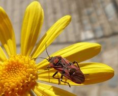 red bug on the yellow flower