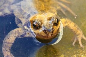 amphibian stuck her head out of the water