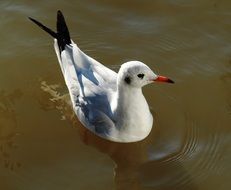 Seagull with red beak on Water