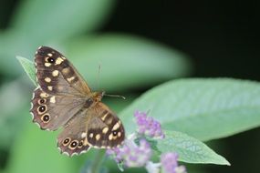 brown butterfly in the summer garden