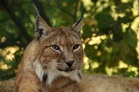 Portrait of the lynx