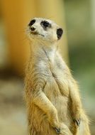 Cute curious meerkat